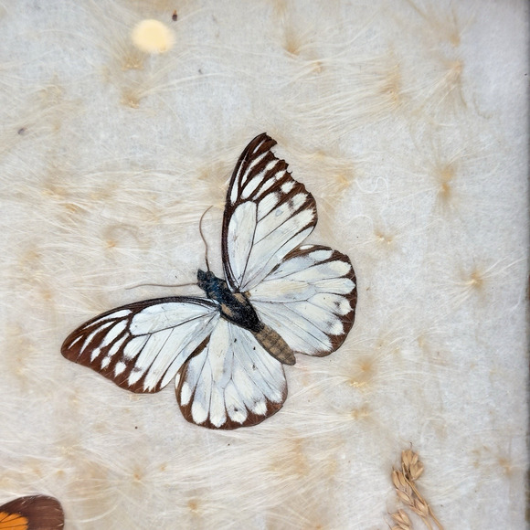 Vintage Antique Pressed Real Butterfly Tray Framed Botanicals 14.5" x 11" - Picture 4 of 16